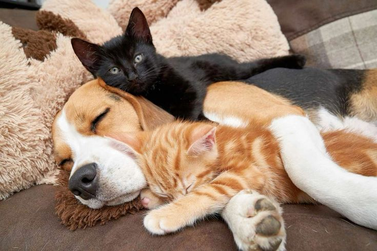 The Hesitant Beagle Turns Babysitter for Two Kittens, Forming an Unbreakable Bond of Love