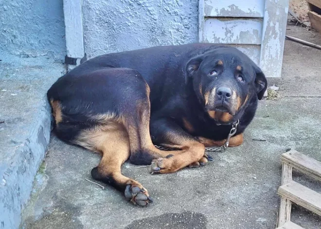 New Jersey Rescuers Save Elderly Dog Left Outside in the Cold on a Short Chain