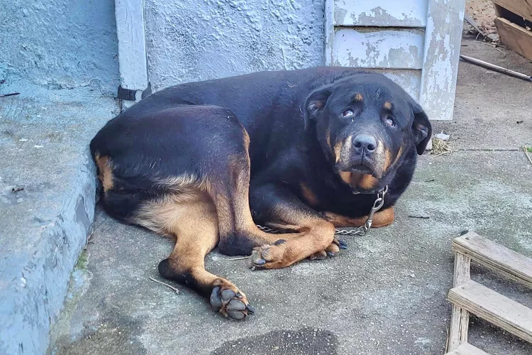 New Jersey Rescuers Save Elderly Dog Left Outside in the Cold on a Short Chain