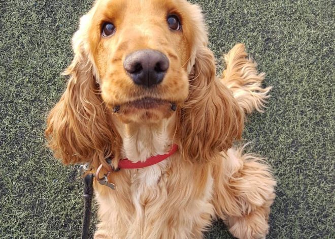 Celebrating Cooper’s Second Birthday: A Joyful Milestone for Our Golden Cocker Spaniel