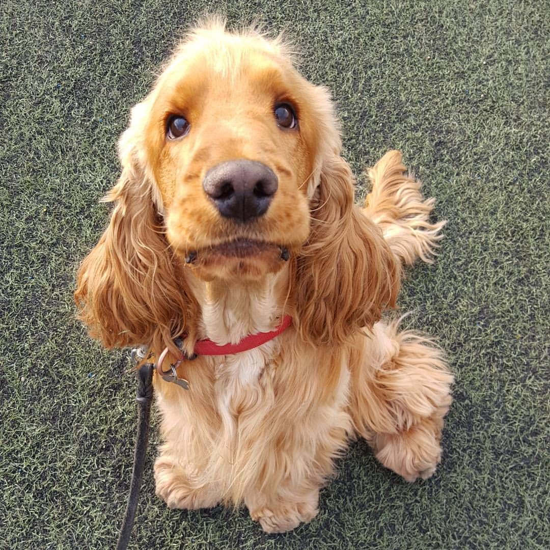 Celebrating Cooper’s Second Birthday: A Joyful Milestone for Our Golden Cocker Spaniel