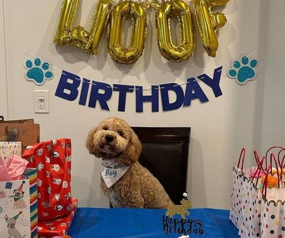 Woof Woof! Celebrating One Year of Joy: Happy 1st Birthday!