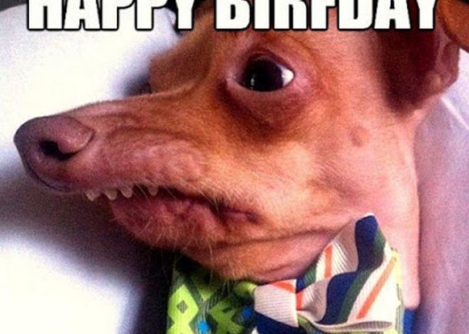 Celebrating Rufus: The Ugliest Dog’s Birthday Bash!