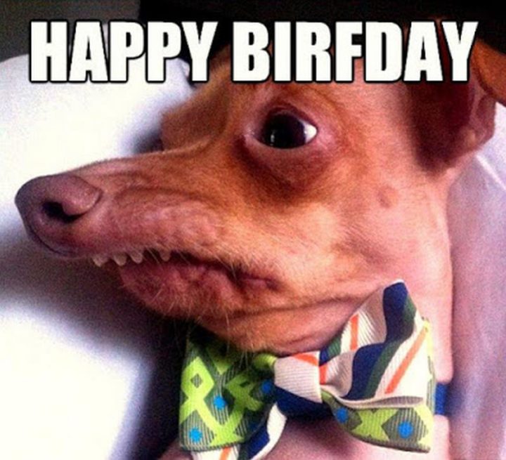 Celebrating Rufus: The Ugliest Dog’s Birthday Bash!