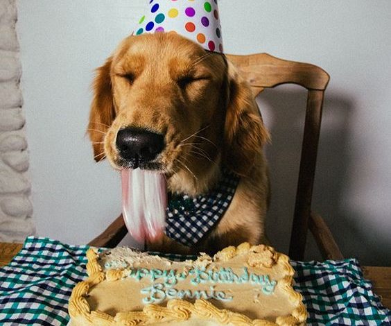 Bennie’s Birthday Bliss: A Sweet Celebration for a Beloved Golden Retriever