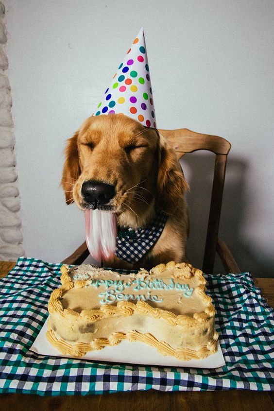 Bennie’s Birthday Bliss: A Sweet Celebration for a Beloved Golden Retriever