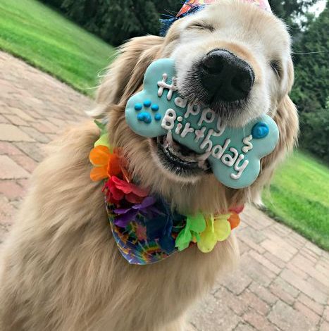 Celebrating 12 Wonderful Years with Buddy the Golden Retriever