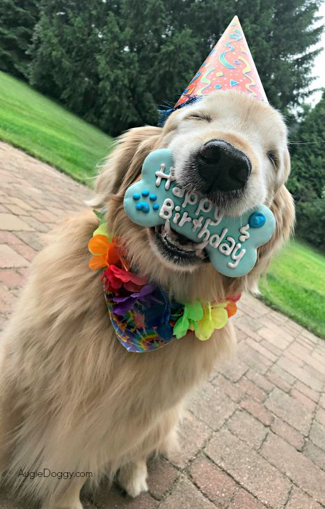 Celebrating 12 Wonderful Years with Buddy the Golden Retriever