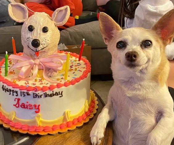 Little Dog Is So Happy That People Remembered Her Birthday