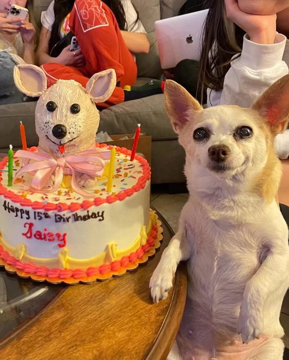 Little Dog Is So Happy That People Remembered Her Birthday