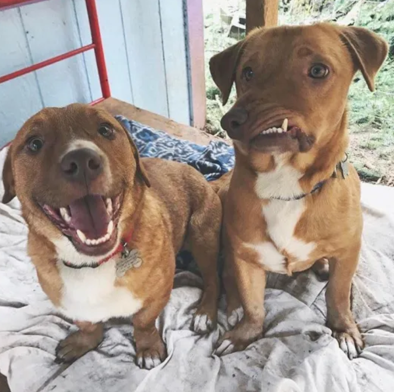 Double the Fun: Celebrating Buddy and Max’s First Birthday