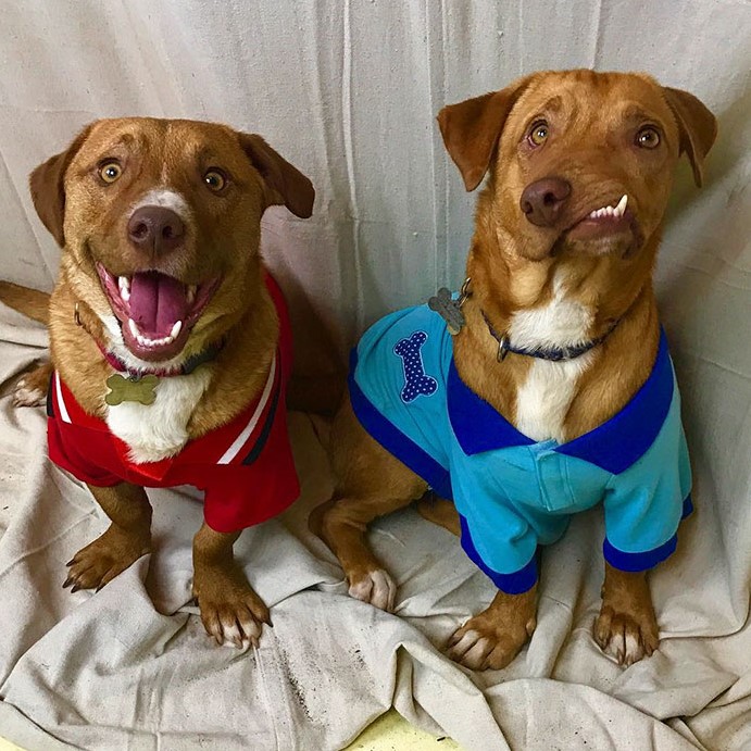 Double the Delight: Celebrating Tucker and Milo’s Third Birthday