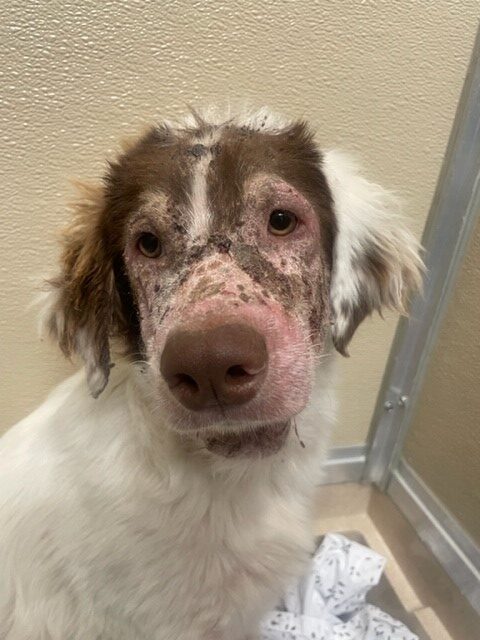 Celebrating Popcorn’s First Birthday at the Austin Humane Society