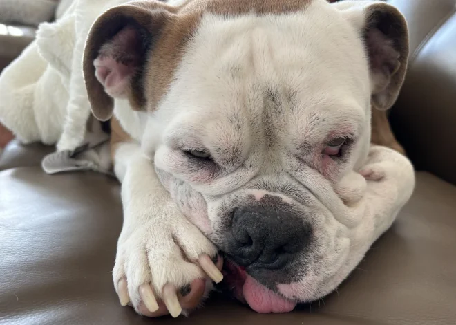 Happy 5th Birthday, Bruno! Celebrating Our Lovable Bulldog Mix