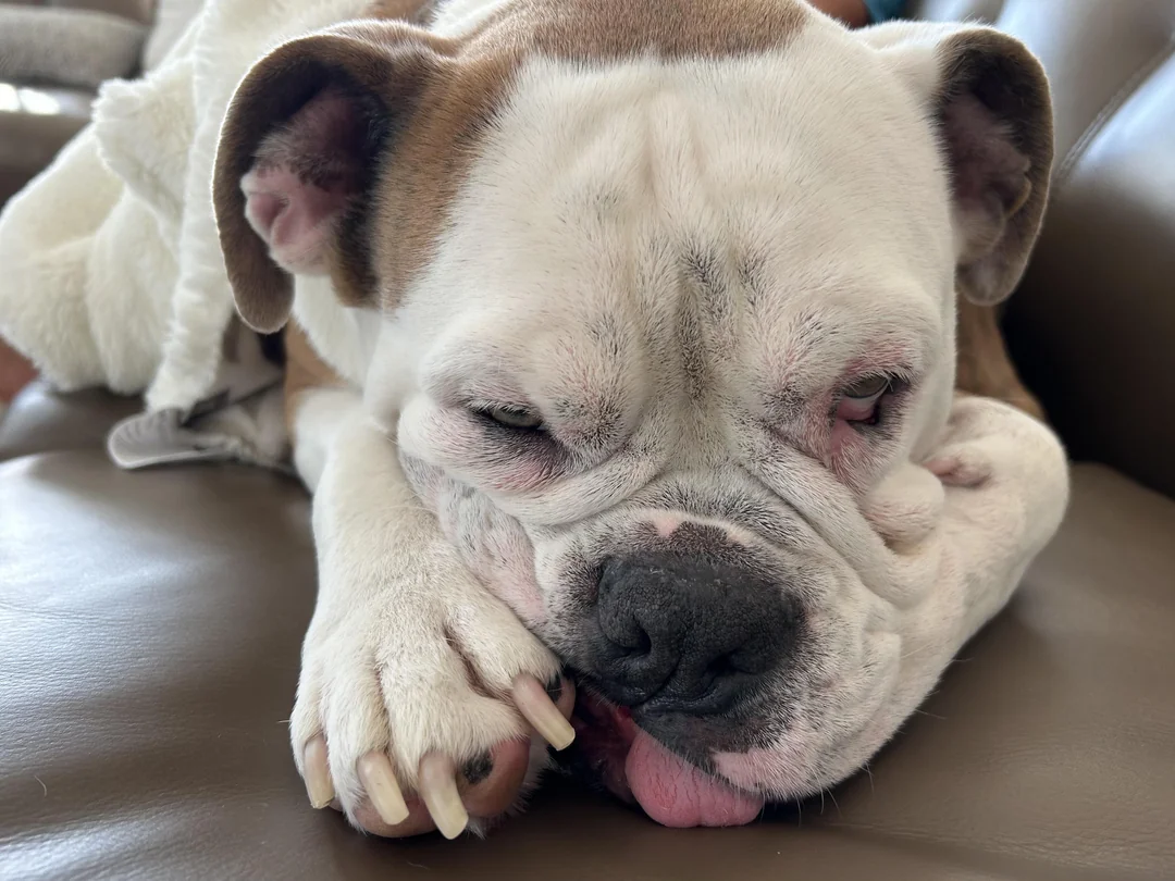 Happy 5th Birthday, Bruno! Celebrating Our Lovable Bulldog Mix