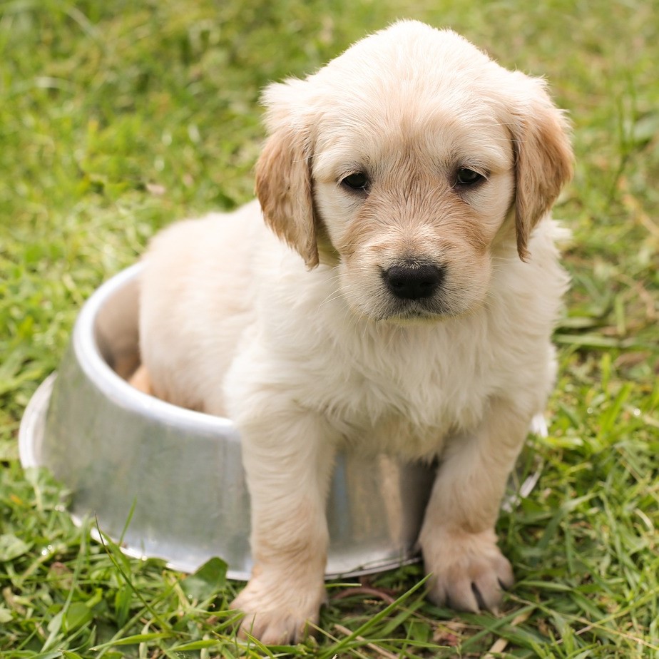 Celebrating Cooper’s 1st Birthday: A Golden Retriever Puppy Adventure