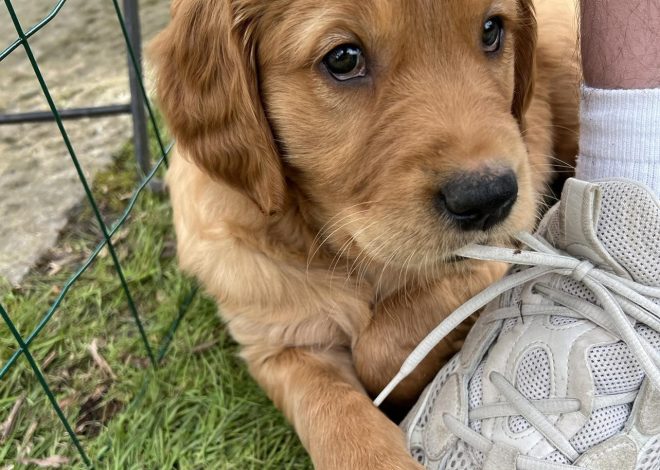 Celebrating Cooper’s First Birthday: A Joyful Golden Retriever’s Milestone