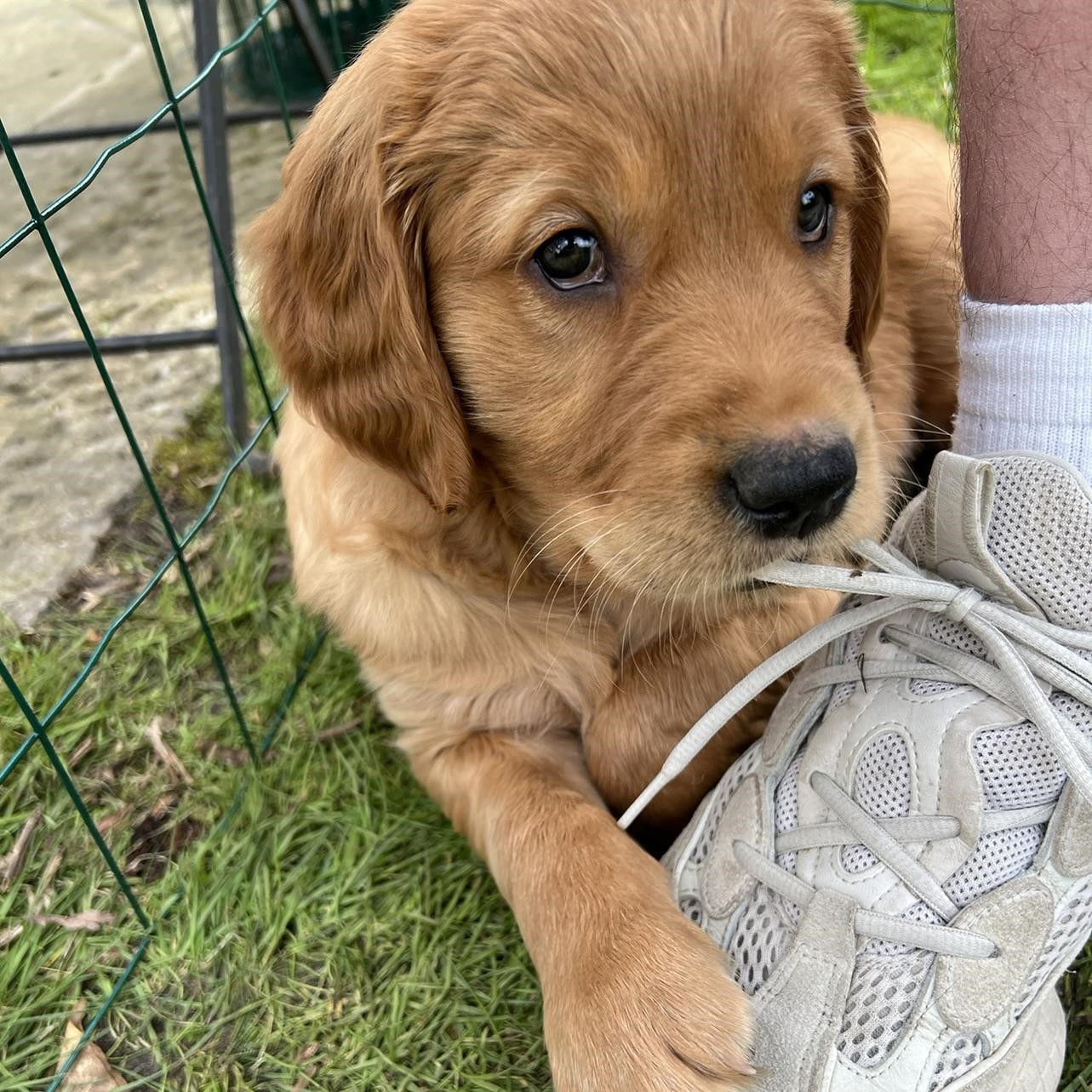 Celebrating Cooper’s First Birthday: A Joyful Golden Retriever’s Milestone