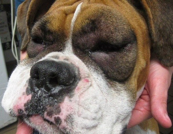 Max’s 6th Birthday: A Boxer’s Journey from Worry to Joy