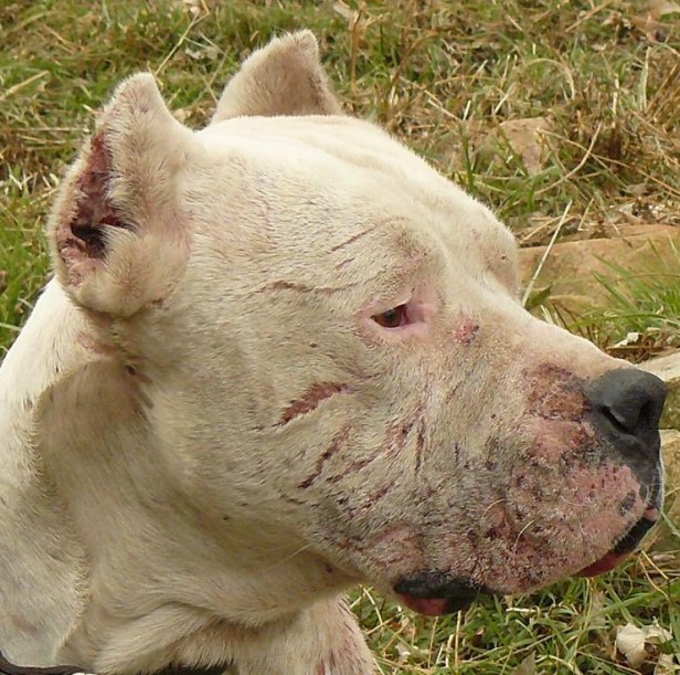 Celebrating Rocky’s 5th Birthday: A Dogo Argentino’s Journey from Pain to Happiness