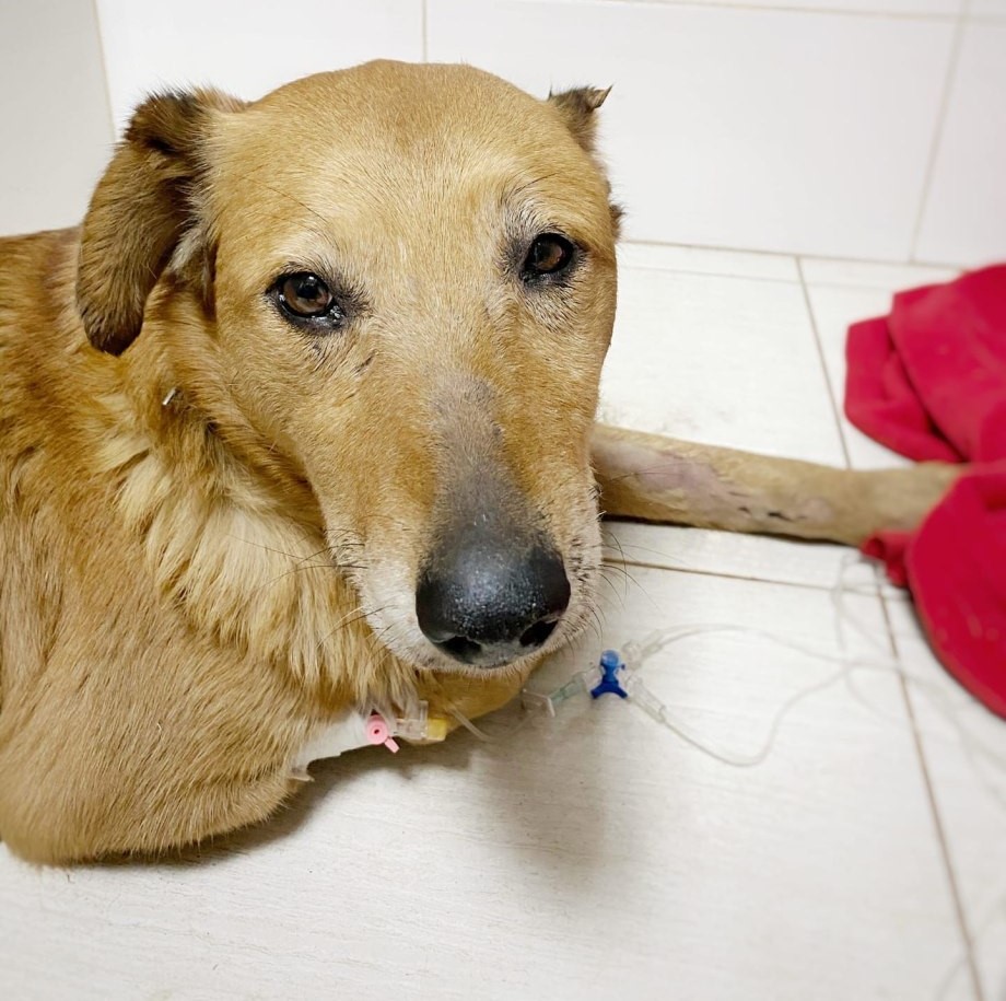 Champ’s 9th Birthday: From Hospital Bed to Heartwarming Triumph for the Tan Mixed Breed