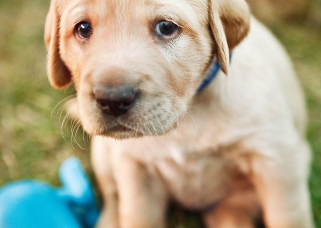 Bella’s First Birthday: A Tale of Hope and New Beginnings for a Sweet Labrador Puppy