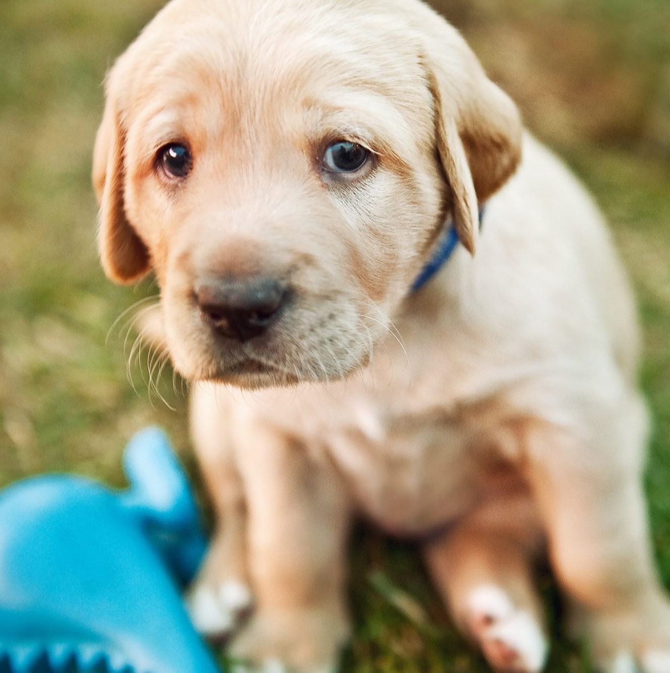 Bella’s First Birthday: A Tale of Hope and New Beginnings for a Sweet Labrador Puppy