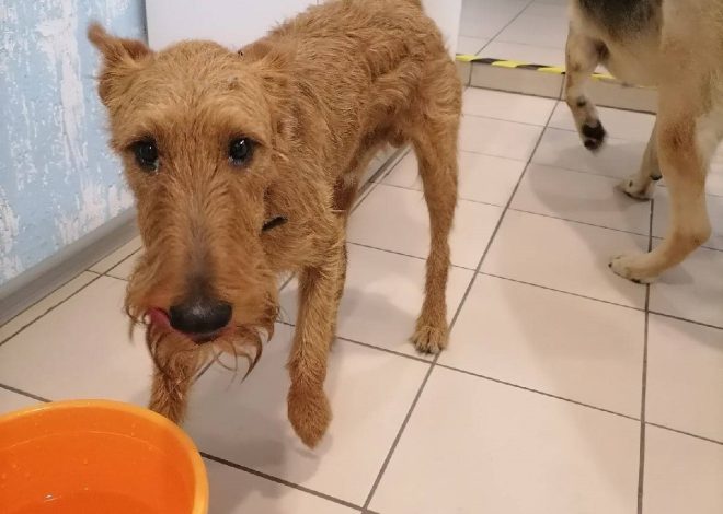 Oliver’s 7th Birthday Bash: From Heartache to Joy for the Reddish-Brown Irish Terrier