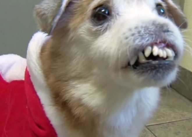 Celebrating Max’s 5th Birthday: From Heartache to Happiness in a Santa Claus Suit