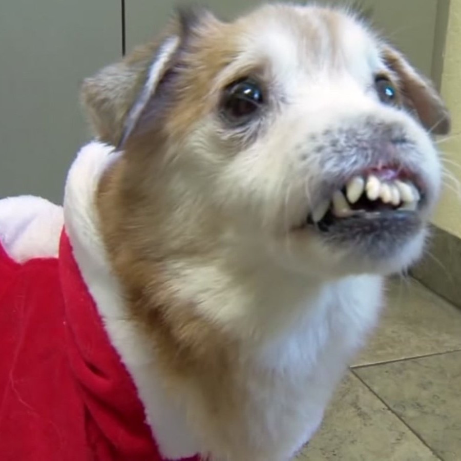 Celebrating Max’s 5th Birthday: From Heartache to Happiness in a Santa Claus Suit