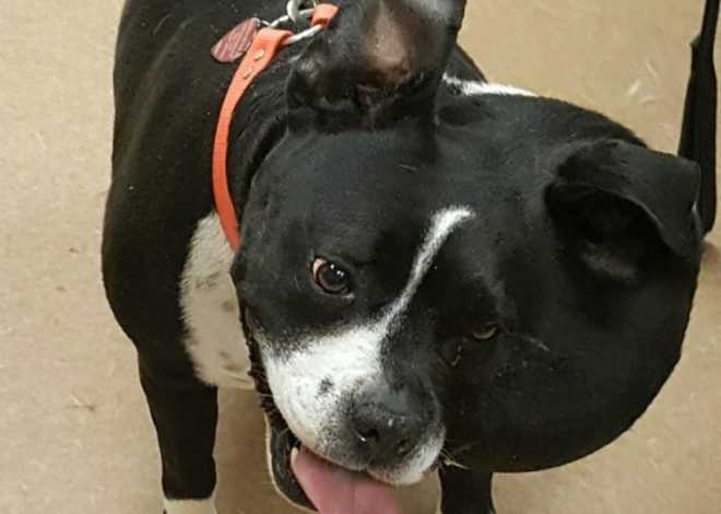 The Courageous Journey of Max: A Black and White Dog’s Battle with Severe Facial Swelling