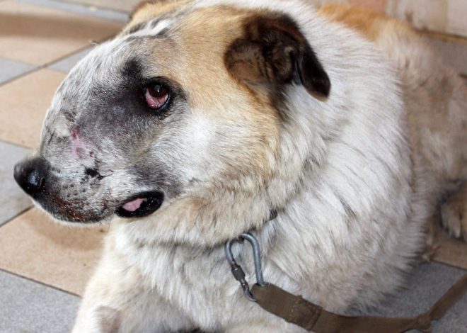 The Heartwarming Story of Buddy: A Senior Dog’s Journey from Scars to a Loving Home