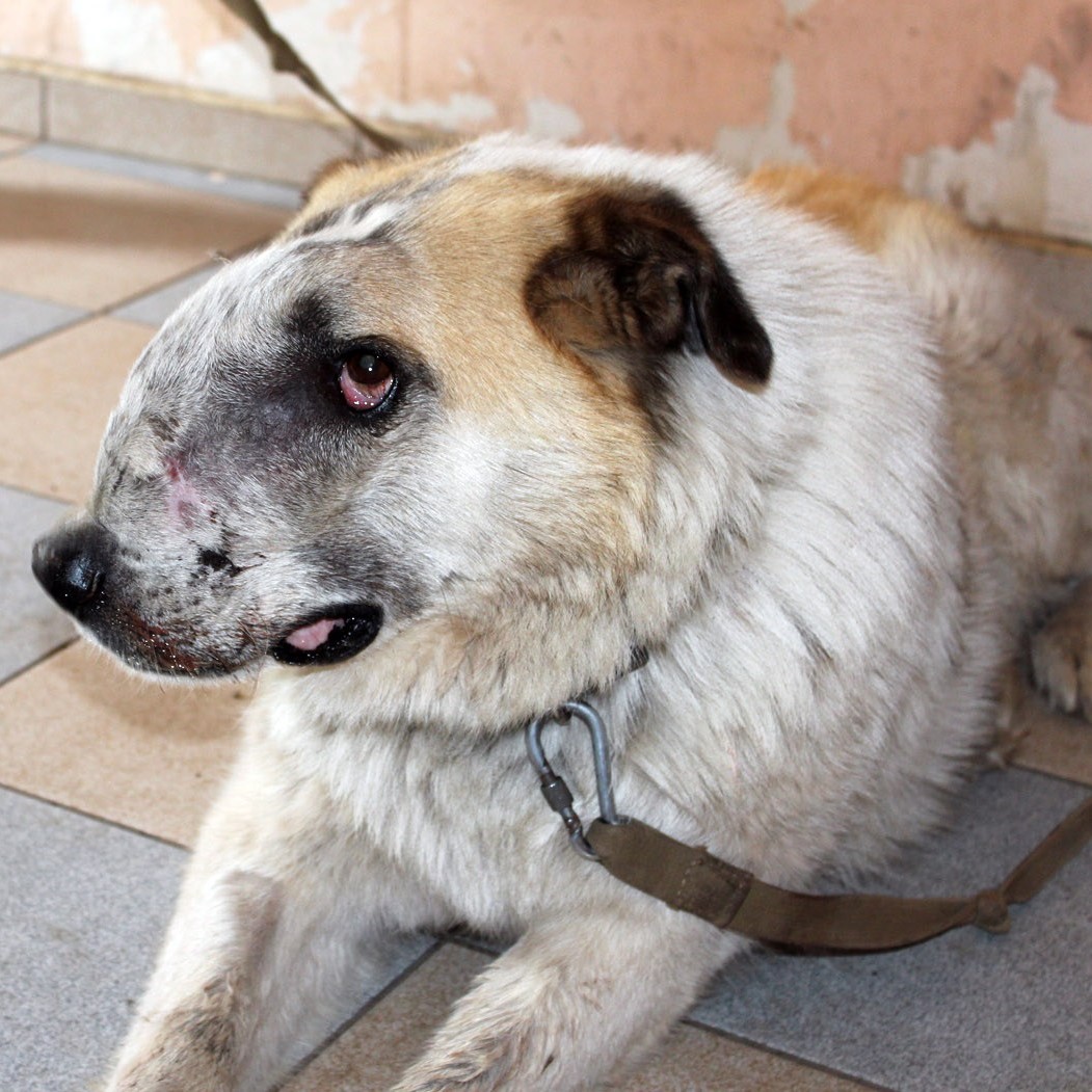 The Heartwarming Story of Buddy: A Senior Dog’s Journey from Scars to a Loving Home