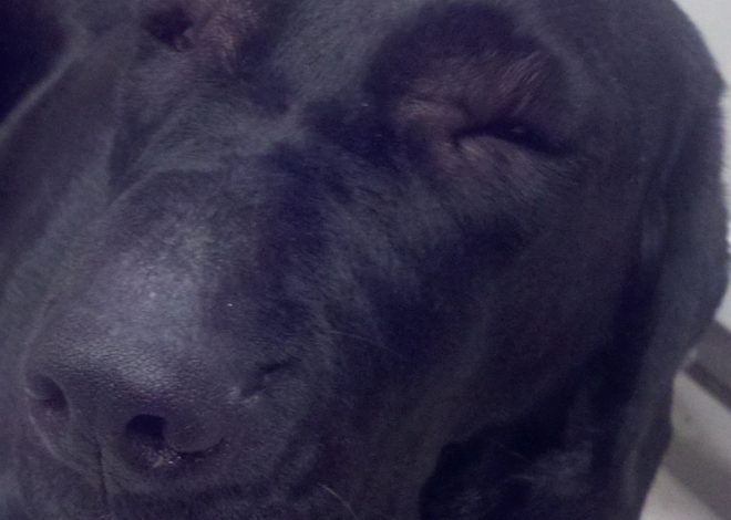 Overcoming Pain: The Story of Shadow, a Black Labrador’s Battle with Eye Swelling