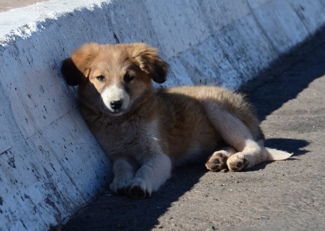 Max’s 1st Birthday: A Heart-Wrenching Tale of a Lonely Brown Puppy with a White Chest and Paws