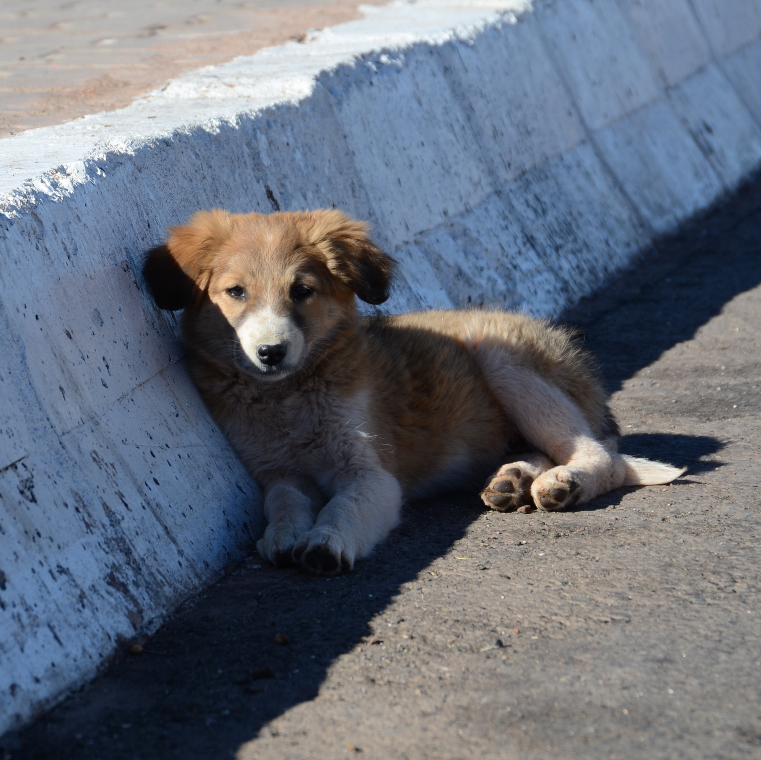 Max’s 1st Birthday: A Heart-Wrenching Tale of a Lonely Brown Puppy with a White Chest and Paws