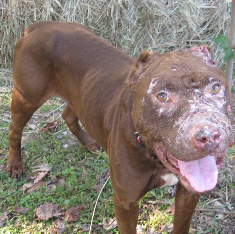 Charlie’s 3rd Birthday: A Brown Pit Bull Terrier’s Journey from Pain to Joy