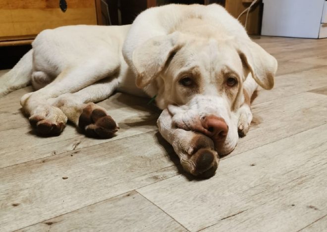 Max’s 10th Birthday: A Heartfelt Celebration of a Resilient White Pup’s Journey