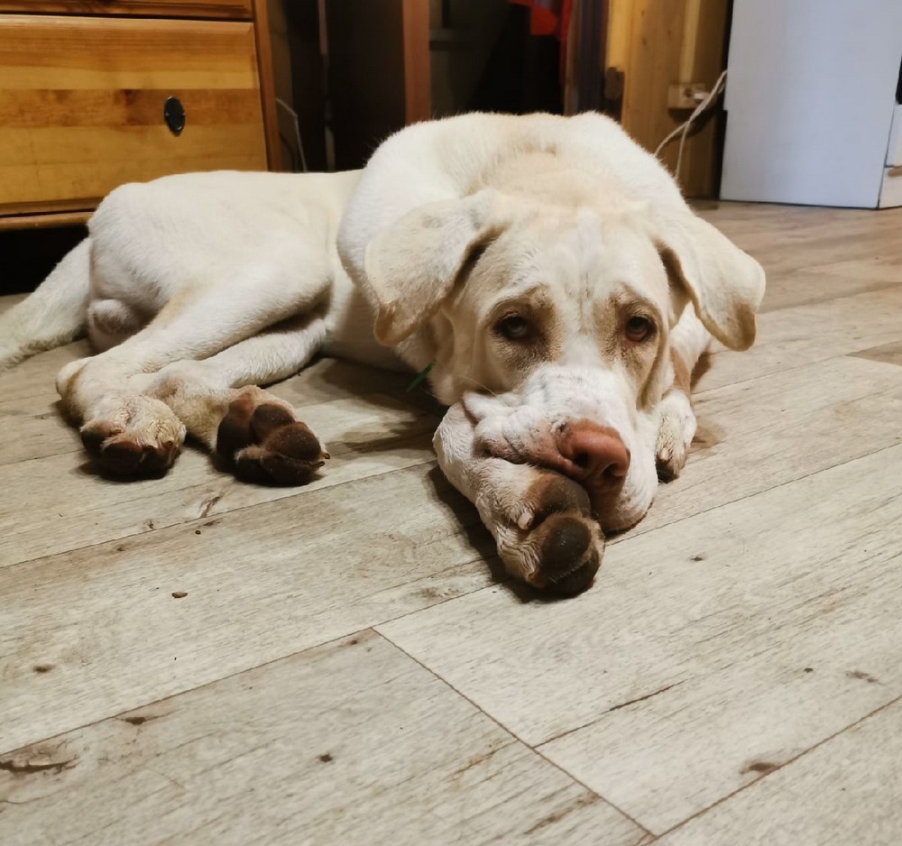 Max’s 10th Birthday: A Heartfelt Celebration of a Resilient White Pup’s Journey