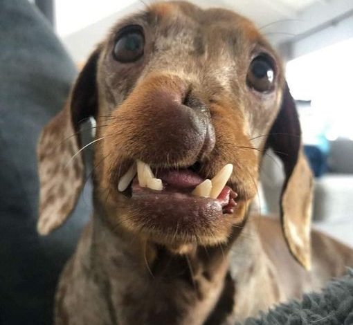 Celebrating Max’s 5th Birthday: A Heartwarming Journey of a Unique Dachshund