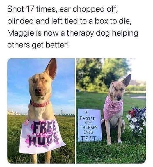 Maggie’s Miraculous Journey: From Unthinkable Cruelty to Healing Hearts