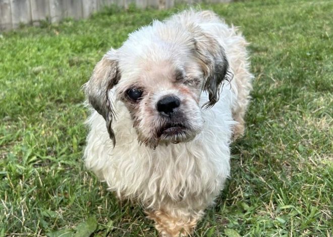 Meet Buddy: The Story of a Senior Dog with a White Coat, a Missing Eye, and an Overflowing Heart