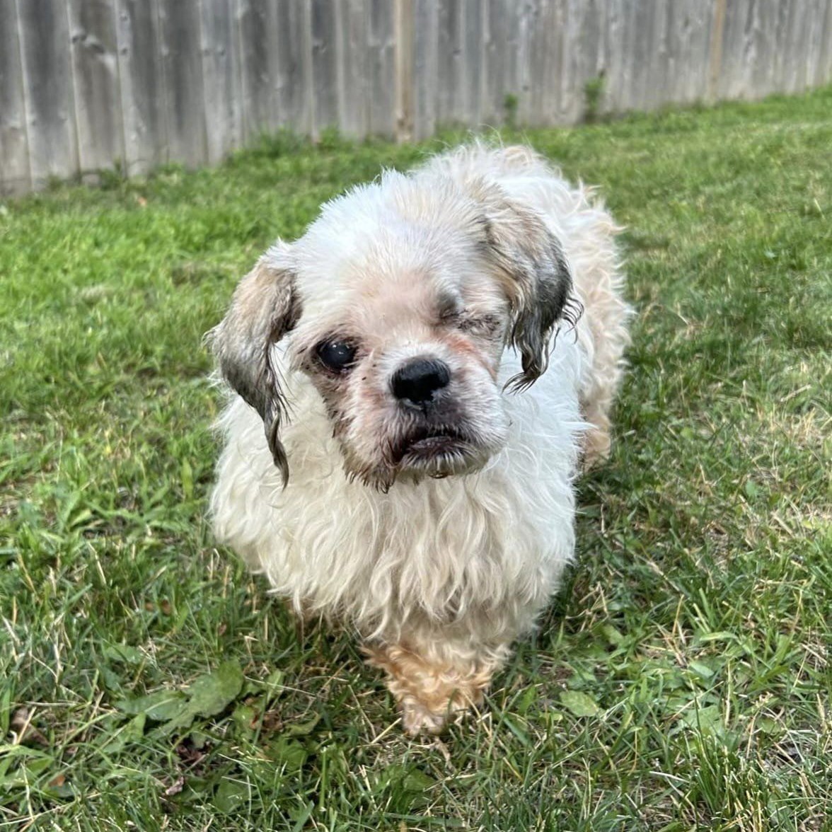 Meet Buddy: The Story of a Senior Dog with a White Coat, a Missing Eye, and an Overflowing Heart