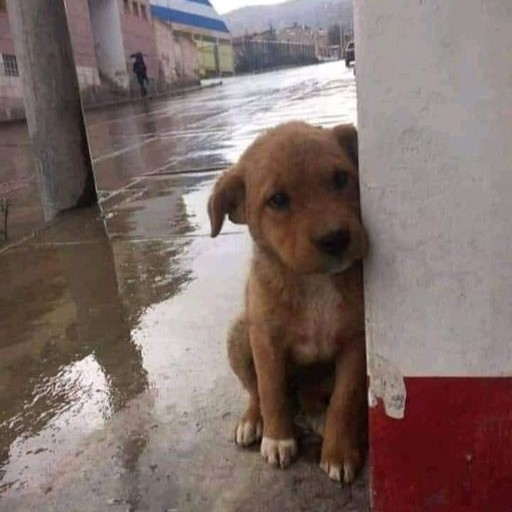 Sadie’s 1st Birthday: The Lonely Brown Puppy on a Wet Sidewalk Finds a Forever Home