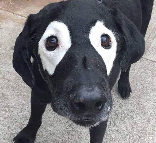 Maxwell’s 7th Birthday: The Heartwarming Journey of a Black Labrador with a Masked Mystery