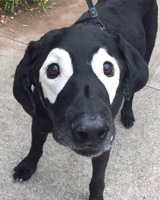 Maxwell’s 7th Birthday: The Heartwarming Journey of a Black Labrador with a Masked Mystery