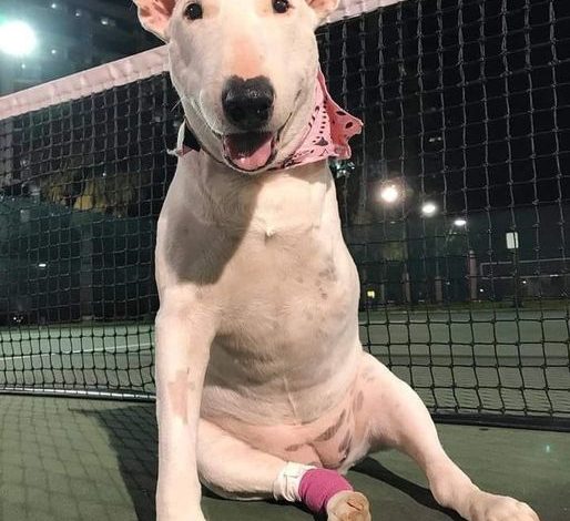 Brave and Stylish: A White Bull Terrier’s Story of Resilience on the Tennis Court