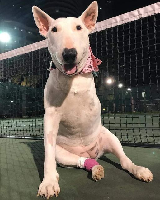 Brave and Stylish: A White Bull Terrier’s Story of Resilience on the Tennis Court