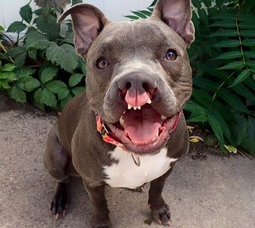 Meet Blue: The Friendly Blue-Nosed Pit Bull with a Colorful Collar