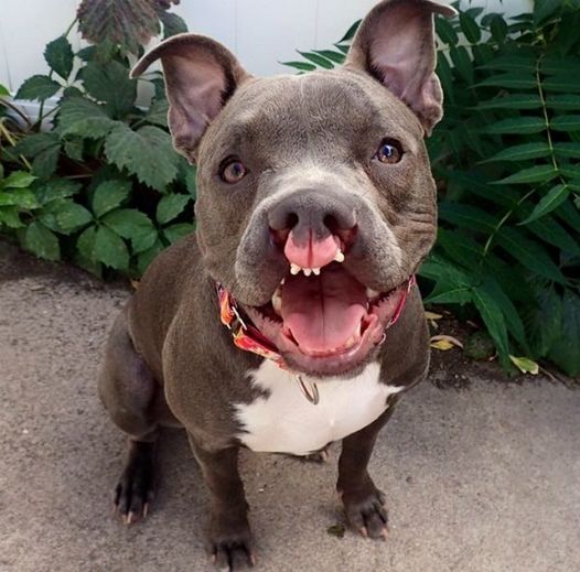 Meet Blue: The Friendly Blue-Nosed Pit Bull with a Colorful Collar